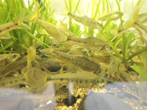 Goudlijn-grotbarbeel (Sinocyclocheilus grahami) — Cyprinidae — 3
