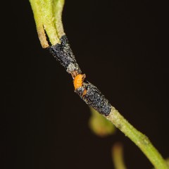 Asteromyia gutierreziae