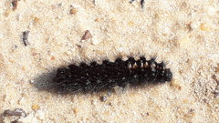Paracles azollae