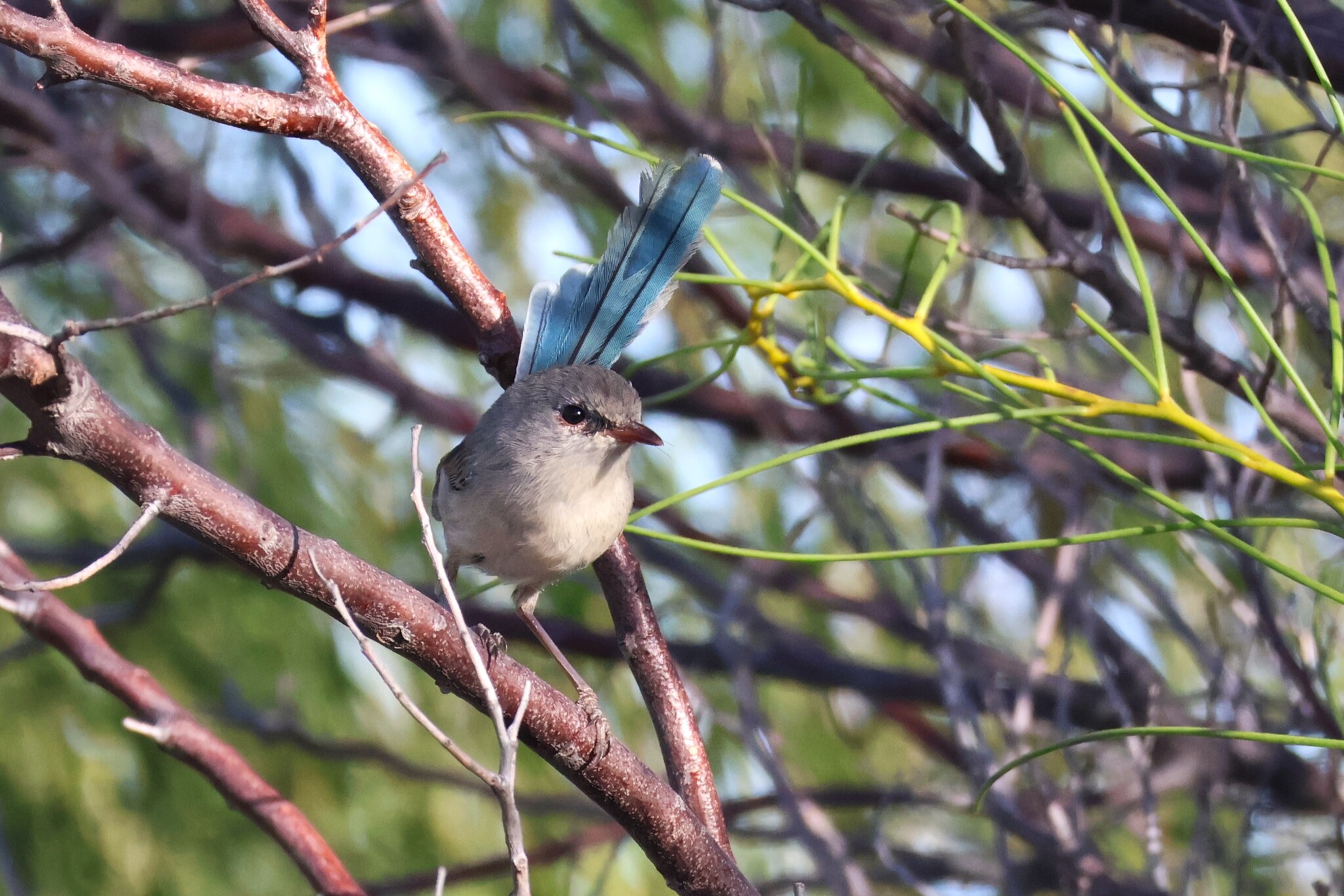 Blue-breasted Fairywren (Malurus pulcherrimus), photo 6