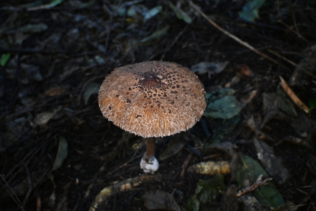 Macrolepiota clelandii · June 2025 · photo: © naturalist132890 (iNaturalist, CC)