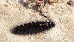 Paracles azollae