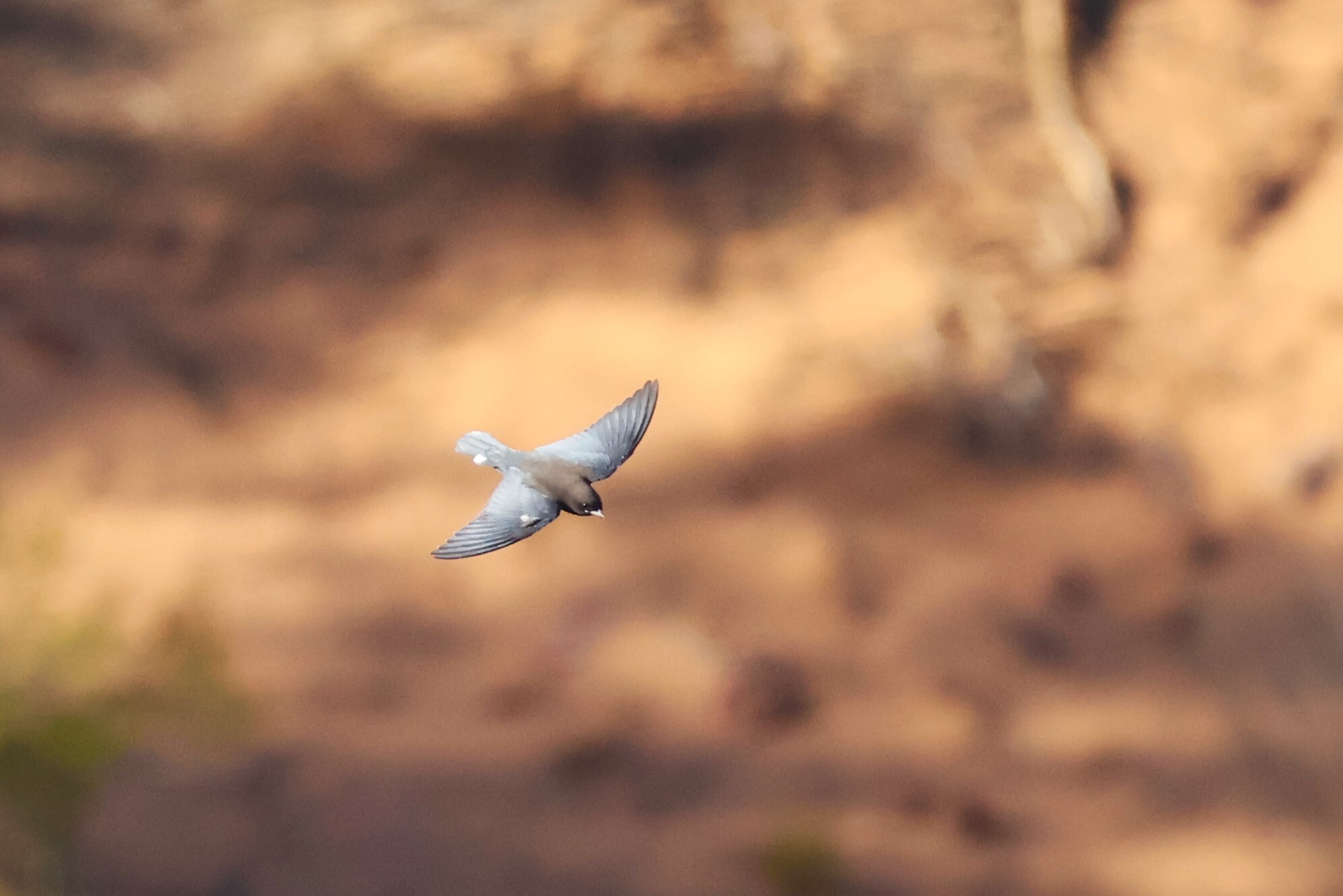 Little Woodswallow (Artamus minor), photo 2