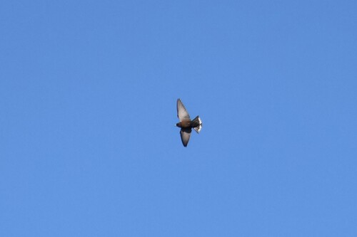Little Woodswallow (Artamus minor), photo 9