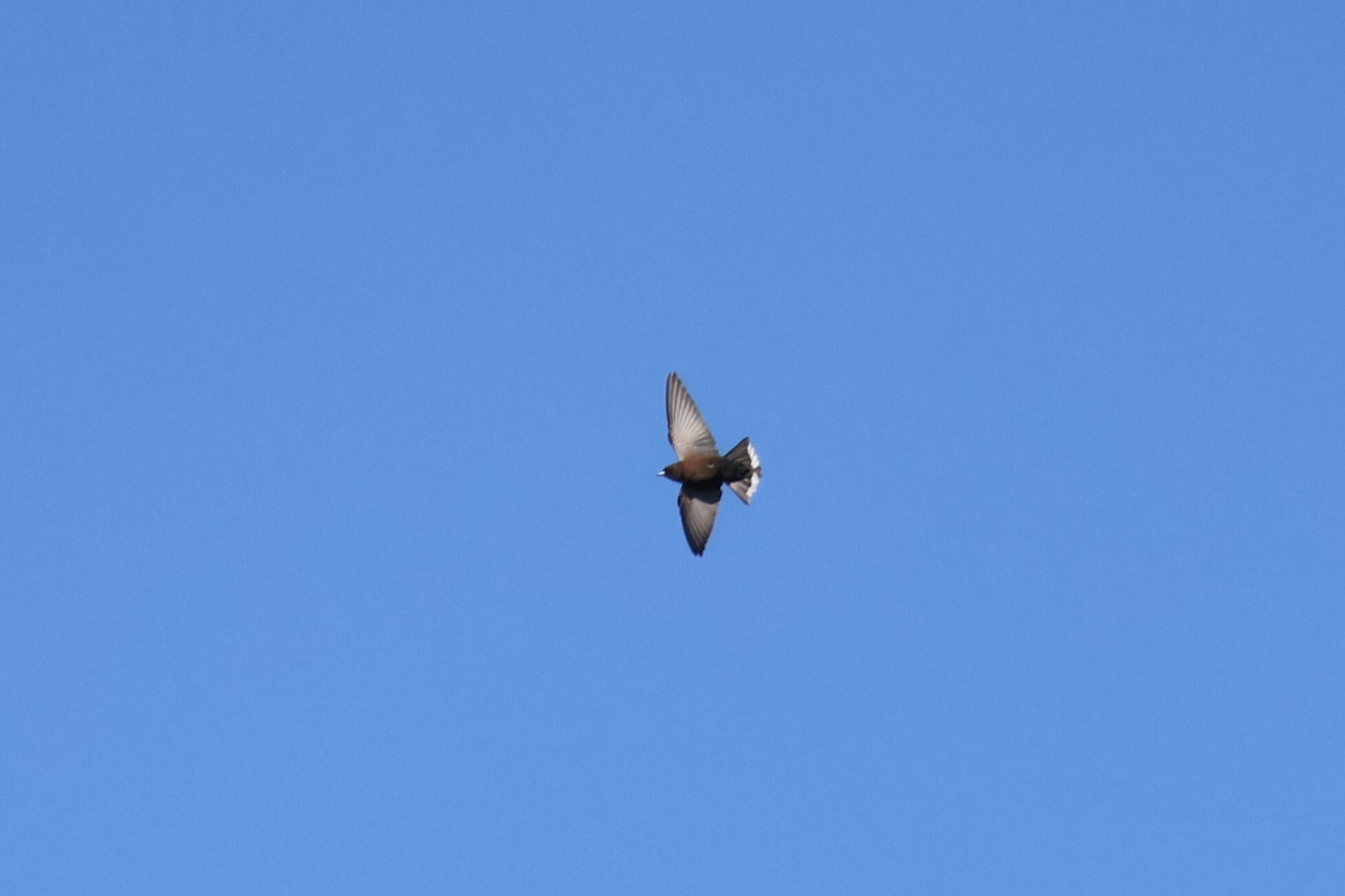 Little Woodswallow (Artamus minor), photo 3