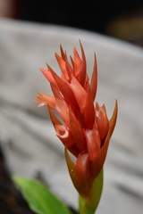 Stenorrhynchos glicensteinii