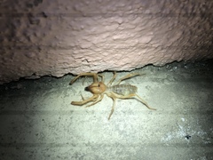 Eremobatinae