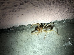 Eremobatinae