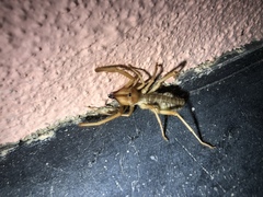 Eremobatinae