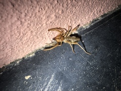 Eremobatinae