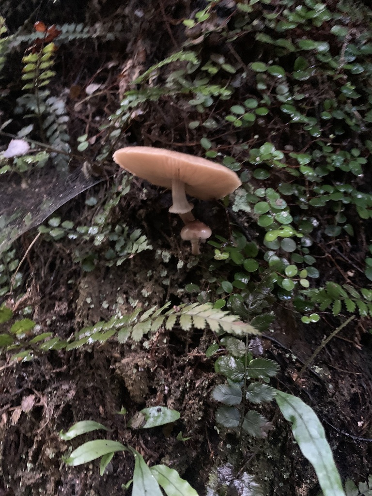 Armillaria novae-zelandiae · June 2025 · photo: © esthercocker_ (iNaturalist, cc0)