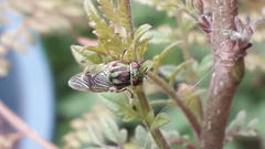 Hedriodiscus pulcher