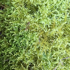 Thuidiopsis