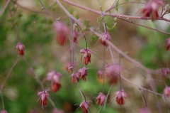 Thalictrum guatemalense
