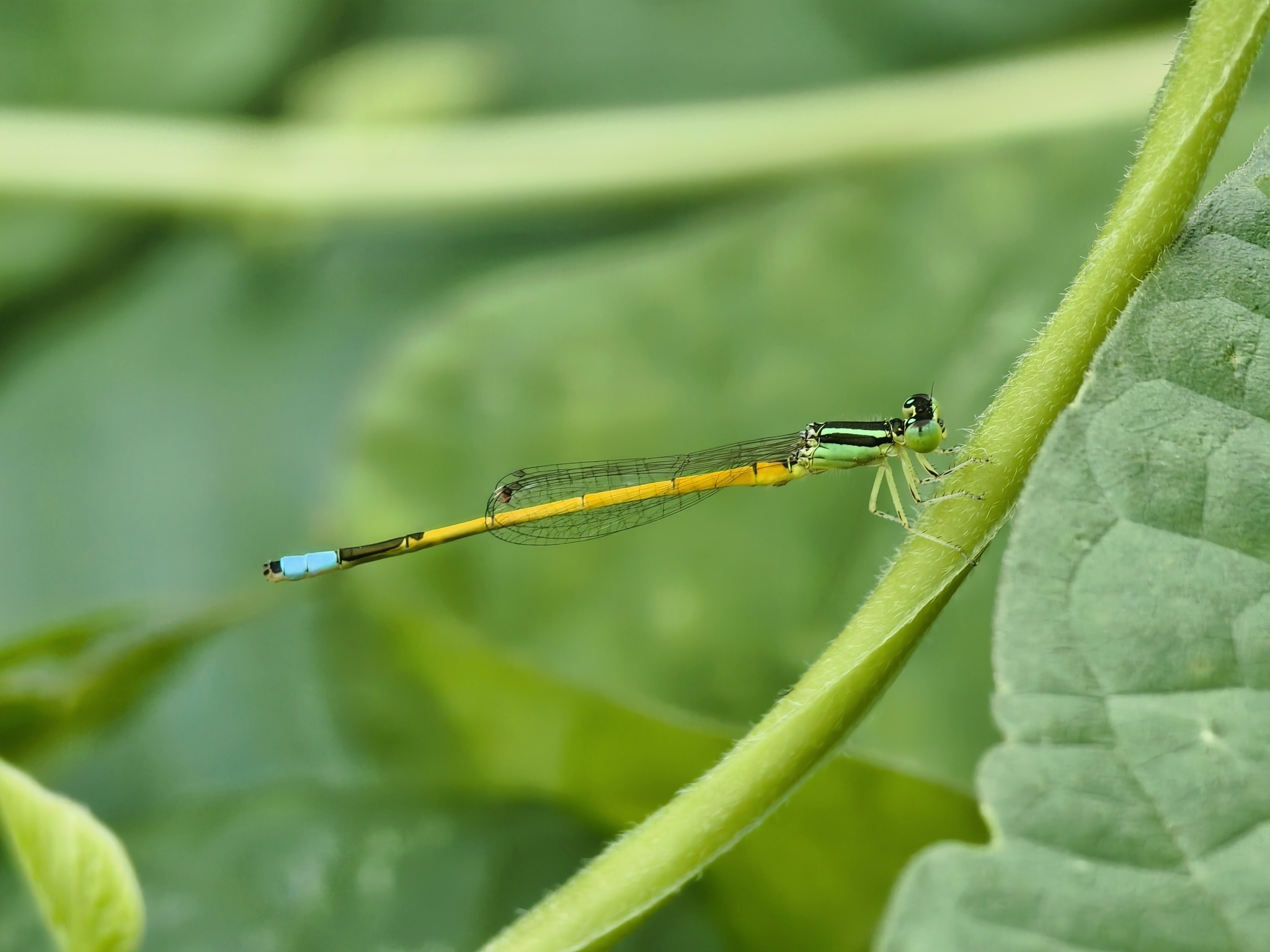 Golden Bluetail