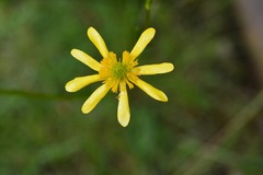 Ranunculus petiolaris