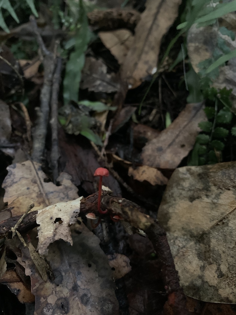 Cruentomycena viscidocruenta · June 2025 · photo: © esthercocker_ (iNaturalist, cc0)