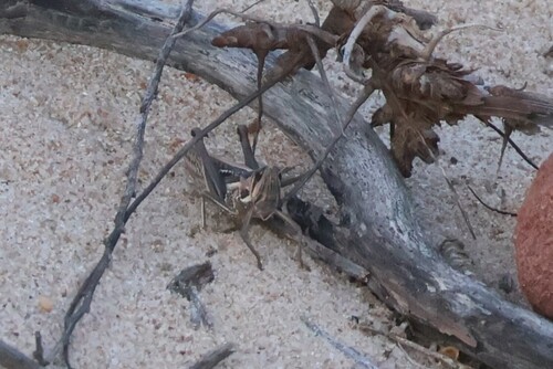 Spur-throated Locust photo 4