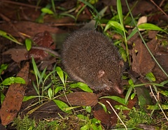 Antechinus mimetes