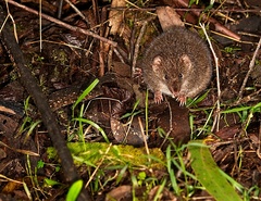 Antechinus mimetes