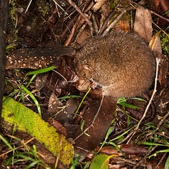 Antechinus mimetes