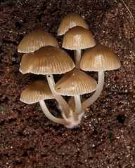 Mycena yuulongicola