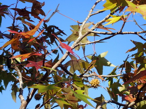 Liquidambar image