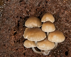 Mycena yuulongicola
