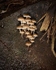 Mycena yuulongicola