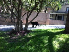 Ursus americanus eremicus