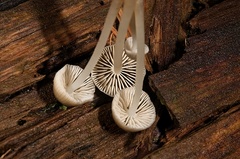 Mycena yuulongicola