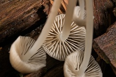 Mycena yuulongicola