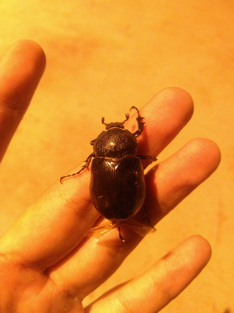 Megasoma pachecoi