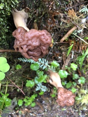 Gyromitra esculenta