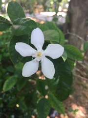 Wrightia antidysenterica