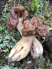 Gyromitra esculenta