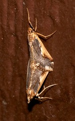 Loxostege albiceralis