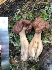 Gyromitra esculenta