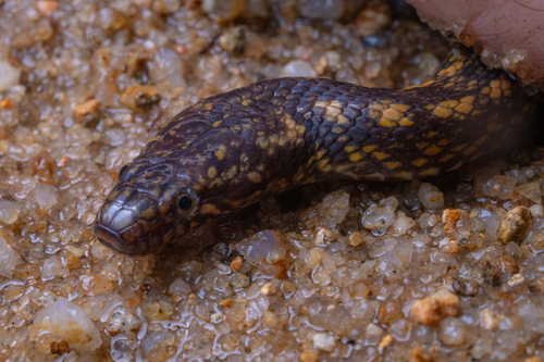 Vietnam Water Snake