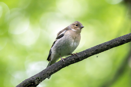 Pinson des arbres, jeune