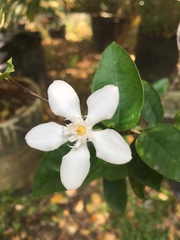 Wrightia antidysenterica