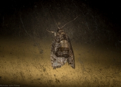 Asthenoptycha