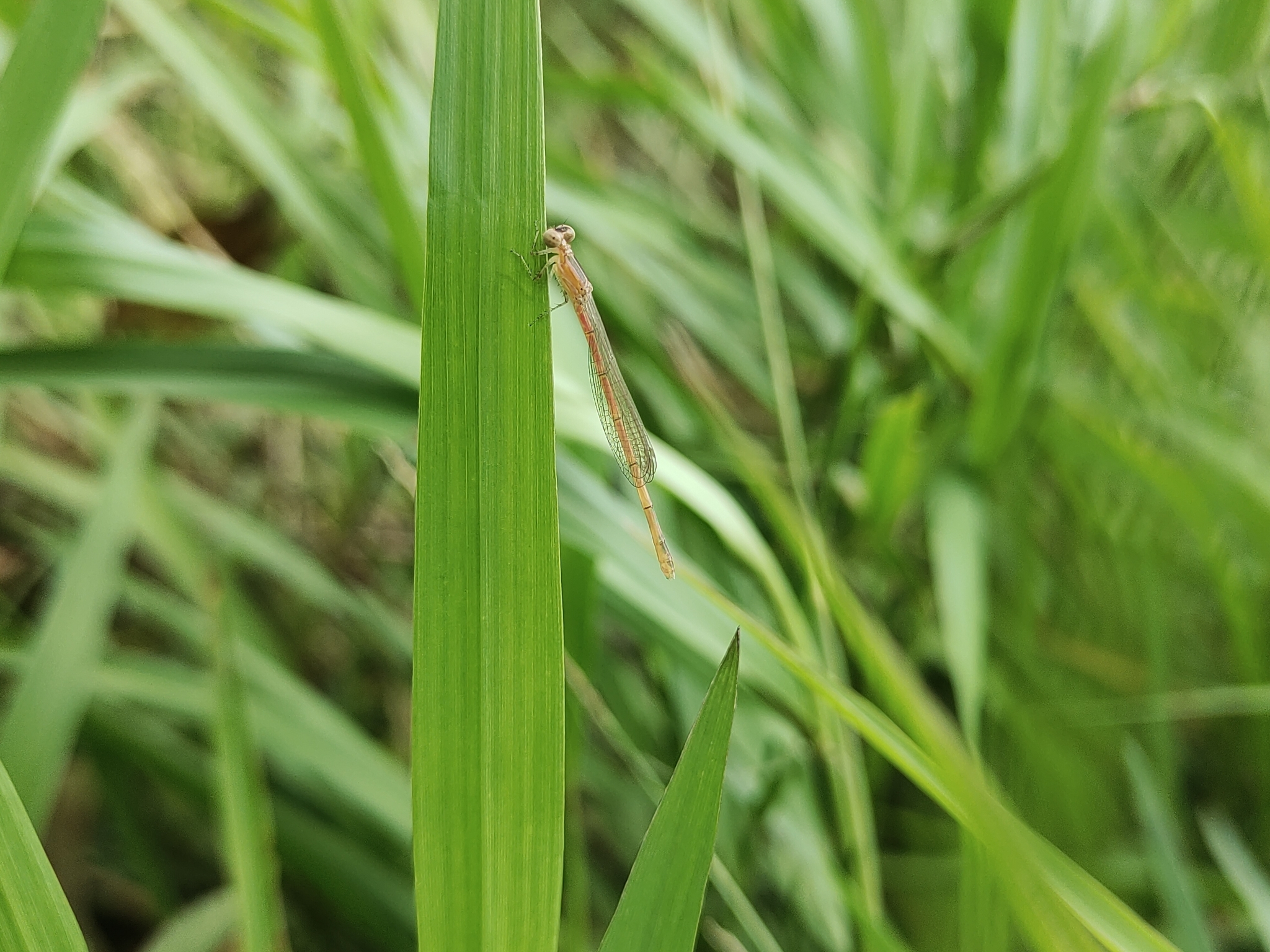 Pygmy Dartlet