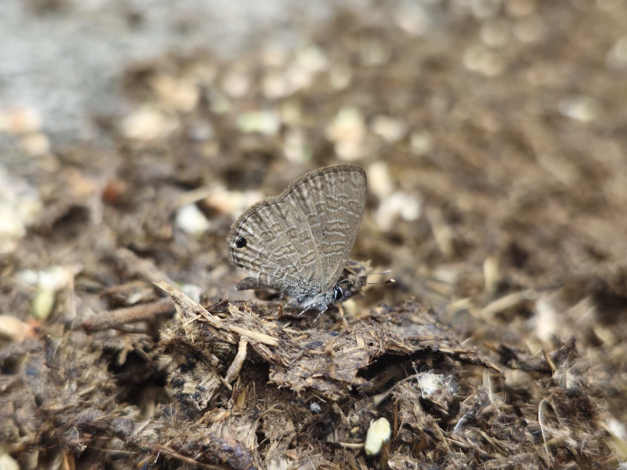Common Lineblue