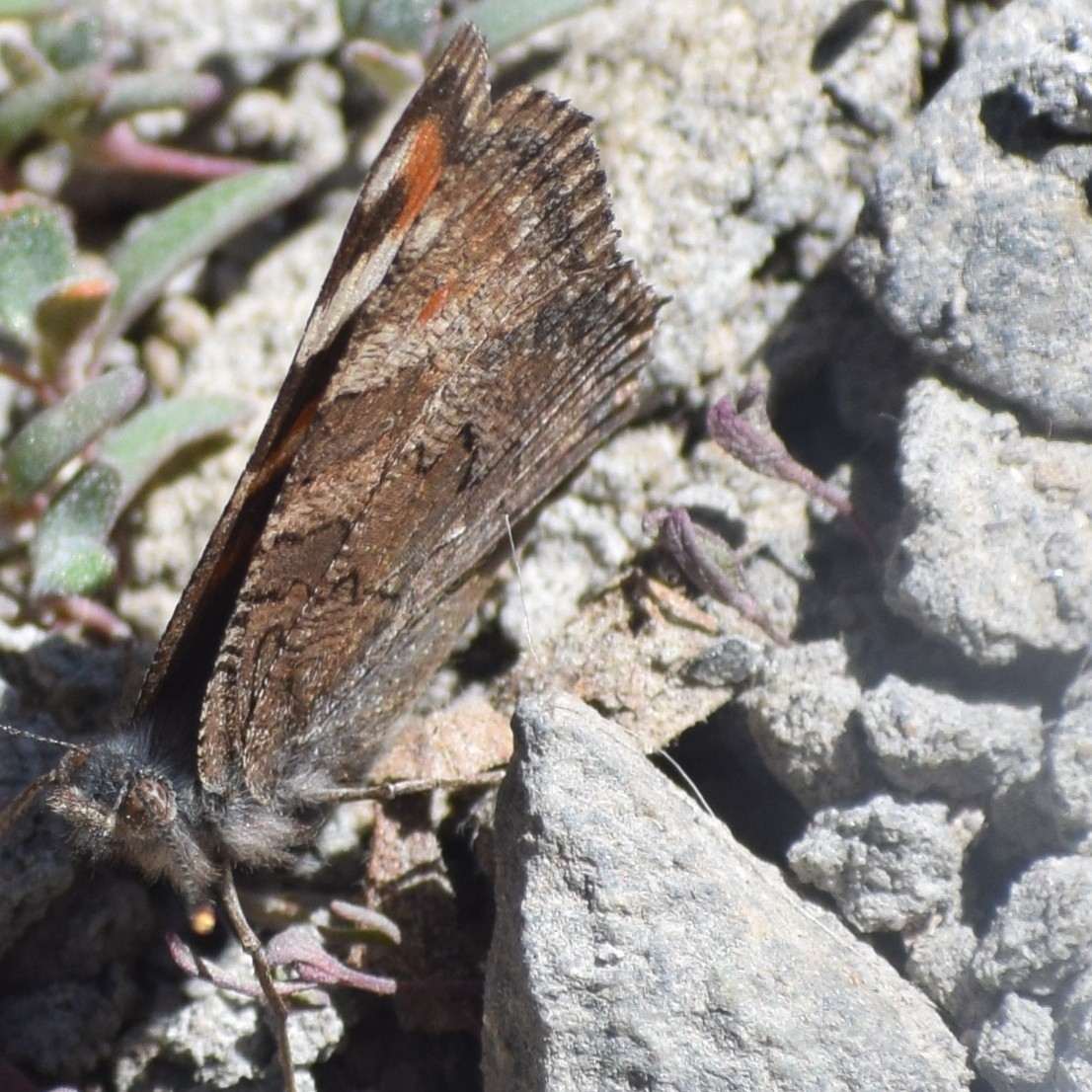 Ladakh Tortoiseshell