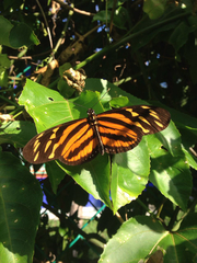 Eueides isabella eva