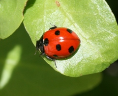 Coccinella algerica