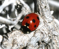 Coccinella algerica