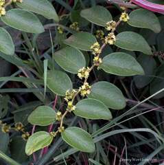 Ziziphus oenopolia