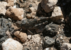 Sphingonotus pachecoi